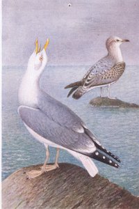 Gaviota Argéntea