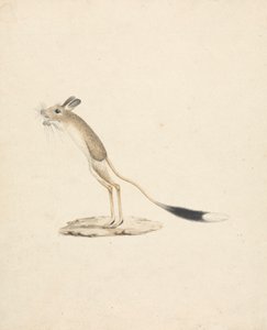 Jerboa