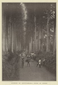 Avenida de pinos Cryptomeria en Nikko