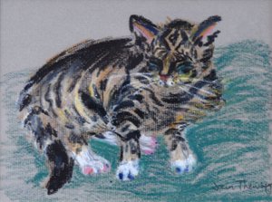 Gato atigrado, 2005