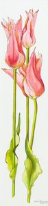 Tres tulipanes rojos en forma de lirio Marianne