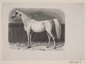 Un caballo