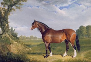 Un semental de Clydesdale, 1820