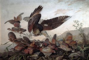 Halcones atacando perdices, 1826