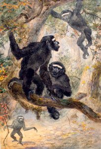 Gibón de Hoolock, 1869
