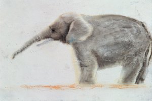Elefante