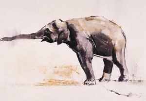 Elefante Indio, Khana