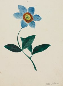 Flor estrella