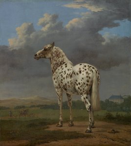 Caballo pinto, ca. 1654