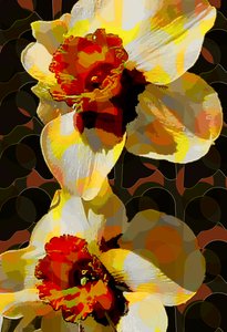 Narciso