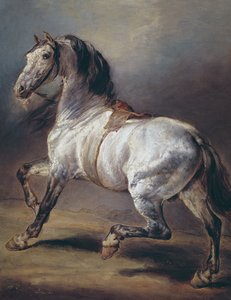 Estudio de un caballo