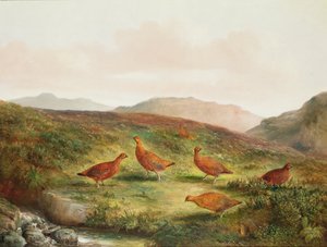 Urogallos en un paisaje de páramo