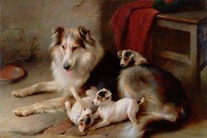 Un Collie con Cachorros de Fox Terrier, 1913