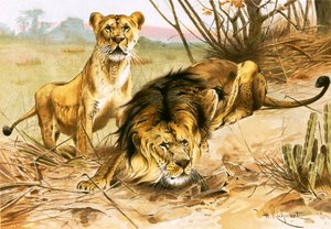 León y leona