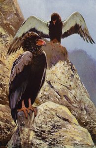 Águila bateleur