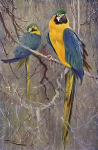 Guacamayo azul