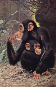 Chimpancé