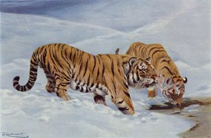Tigre de Manchuria