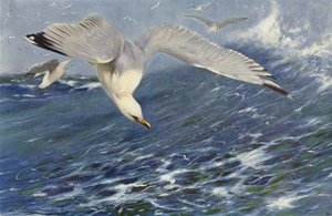 Gaviota plateada