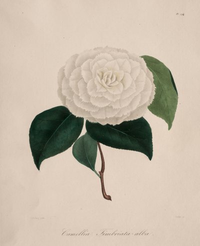 Iconografía del género camelia: No. 194 de Abbé Laurent Berlèse