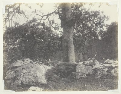 Bosque y rocas, Fontainebleau de Achille Quinet