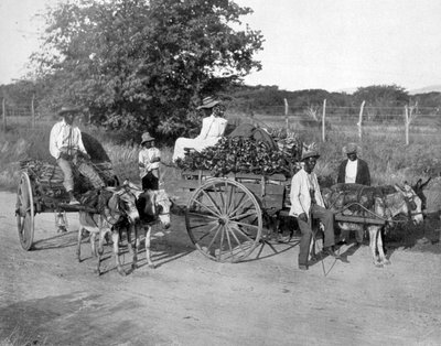 Carros de madera, Jamaica, c1905 de Adolphe Duperly and Son