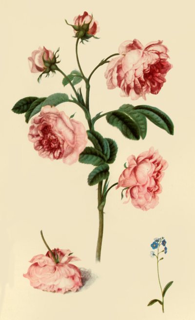 Rosa Provincialis y Nomeolvides, c. 1680, 1946 de Alexander Marshal