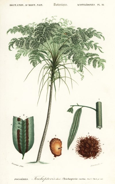 Treefern, Cyathea species.,1849 (grabado) de Alfred Riocreux