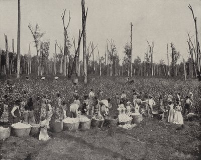 Recolección de algodón en Misisipi de American Photographer (after)