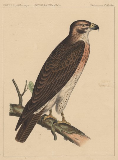 Aves, lámina XII, 1855 de American School