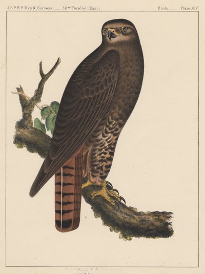 Aves, lámina XIV, 1855 de American School