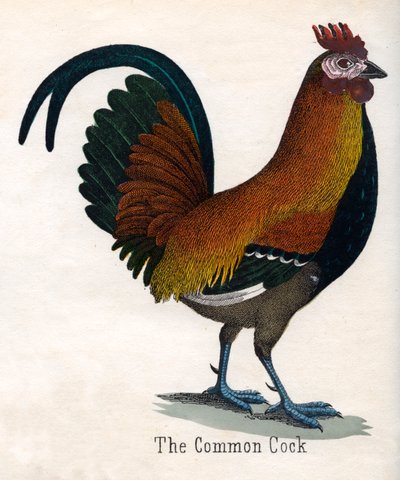 El gallo común de American School