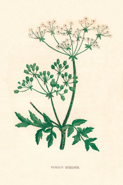 Cicuta común, c. 1891 de Anne Pratt