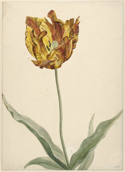 Tulipán de Anonymous