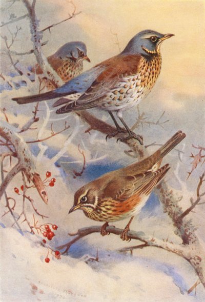 Fieldfare, Redwing (litografía en color) de Archibald Thorburn