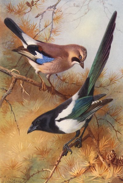 Jay, Urraca (litografía en color) de Archibald Thorburn