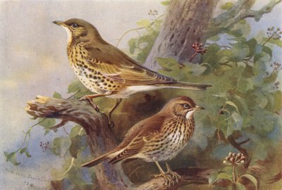 Mistle-Thrush, Song-Thrush (litografía en color) de Archibald Thorburn