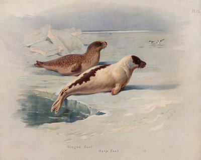 Foca Anillada, Foca Arpa de Archibald Thorburn