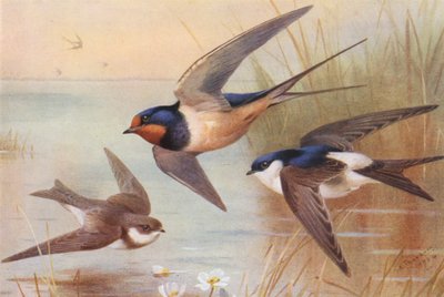 Sand-Martin, Swallow, Martin (litografía en color) de Archibald Thorburn