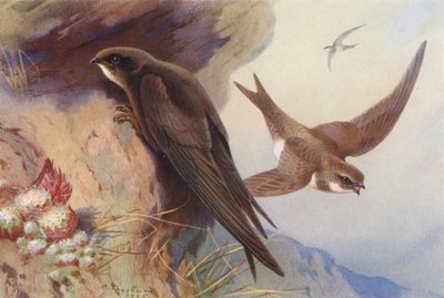 Swift, Alpine Swift (litografía en color) de Archibald Thorburn