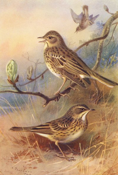 Tree-Pipit, Meadow-Pipit (litografía en color) de Archibald Thorburn