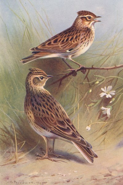 Wood-Lark, Sky-Lark (litografía en color) de Archibald Thorburn