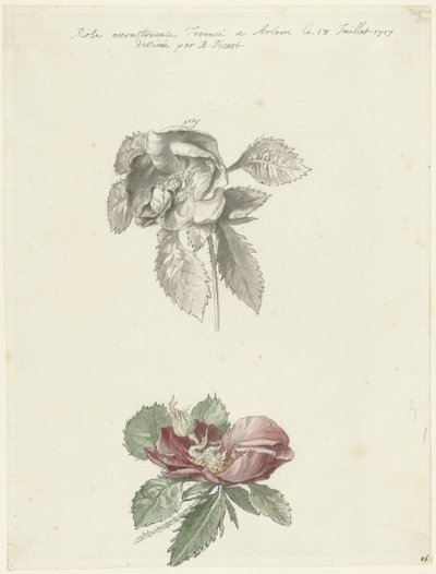 Hoja de estudio con una rosa de Bernard Picart