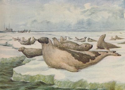 Caza de focas, Terranova, 1916 de C.G Lowther