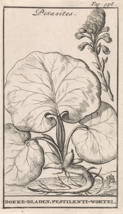 Petasites de Caspar Luyken