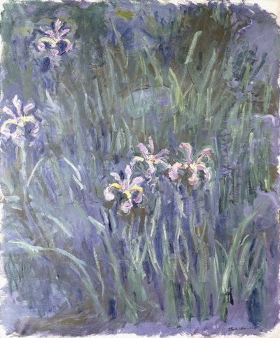 Iris de Claude Monet