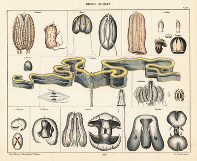 Anatomía de las especies de medusas. ,1841 (litografía) de Conrad Kull