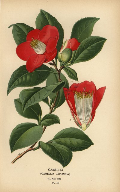 Camelia, Camellia japonica. de Désiré Georges Jean Marie Bois