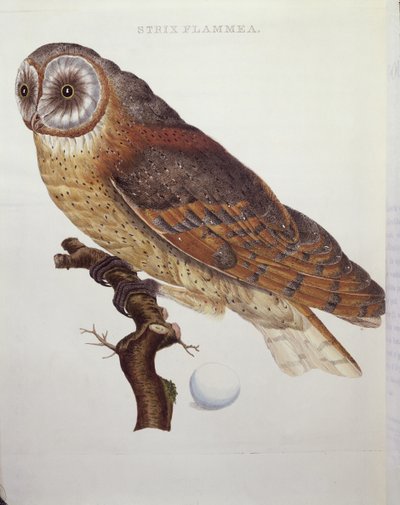 Lechuza común (Strix Flammea) 1796 de Dutch School