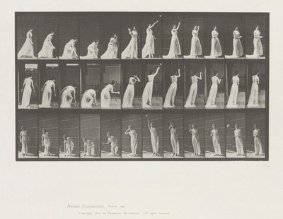 Locomoción animal, Lámina 305 de Eadweard Muybridge